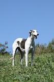 GREYHOUND 038